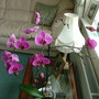 orchid