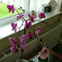 A garden flower photo
