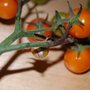 Cherry tomatoes with blight