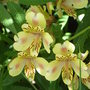 Alstroemeria 'Aimi'