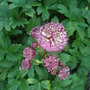 Astrantia 'Claret' (Astrantia 'Claret')