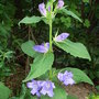 Campanula latifolia 'Brantwood' (Campanula latifolia 'Brantwood')