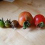 Comparing tomatoes