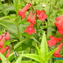 Penstemon (Penstemon)