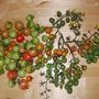 Early harvest