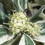 Euonymus fortunei 'Silver Queen' - flower (Euonymus fortunei 'Silver Queen')