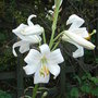Lilium candidum (Lilium candidum)
