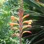 Watsonia pillansii (Watsonia pillansii)