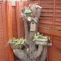 .S-in-L gdn second stump .
