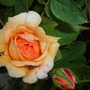 Picture_1490