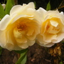 Old_cottage_garden