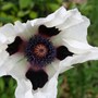 Perennials in My Garden - 
