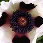 Perennials in My Garden
