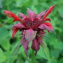 Perennials in My Garden