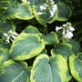 Hosta (Plantain lily)