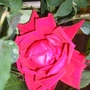 Picture_1588