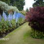 Falkland Palace Delphiniums