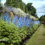 More Delphiniums at Falkland Palace