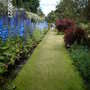 Delphiniums