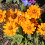 Small Zinnias