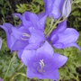Canterbury bells