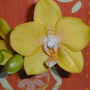Phalaenopsis