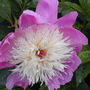 Peony