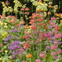 Primulas