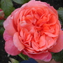 Roses at Harlow Carr