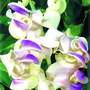Bilde