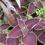Garden_june_2008_045