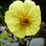 Garden_june_2008_057