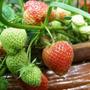 strawberries
