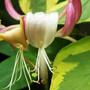 Copy_of_garden_333