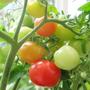 cherry toms