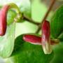 honeysuckle