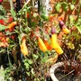 Eccremocarpus scaber 'Chilean glory vine'