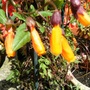 Chilean glory flower