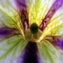 Copy__2__of_garden_364