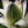 Copy_of_garden_374