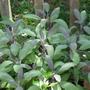 Purple Sage