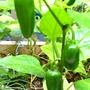 Jalapenos1