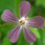 geranium rorbertii (geranium rorbertii)