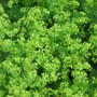 Alchemilla mollis (Lady's mantle)
