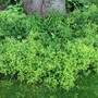 Alchemilla mollis (Lady's mantle)