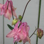 columbine  (aquilegia)