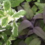 Sage foliage