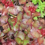 sedum (Sedum spurium)