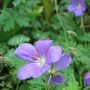 geranium (Geranium cinereum (Hardy geranium))