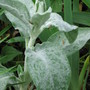 lambs' ears (Stachys byzantina (Lambs' ears))